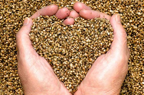 Organic Hemp Seeds